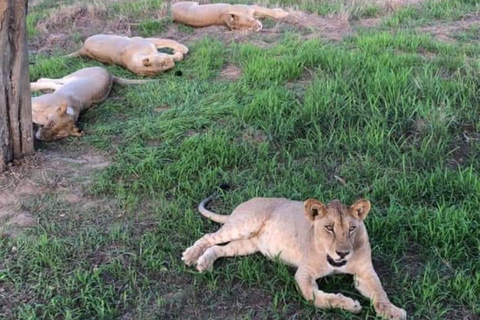 Sansibar: Safari Tagestour von Sansibar nach Mikumi