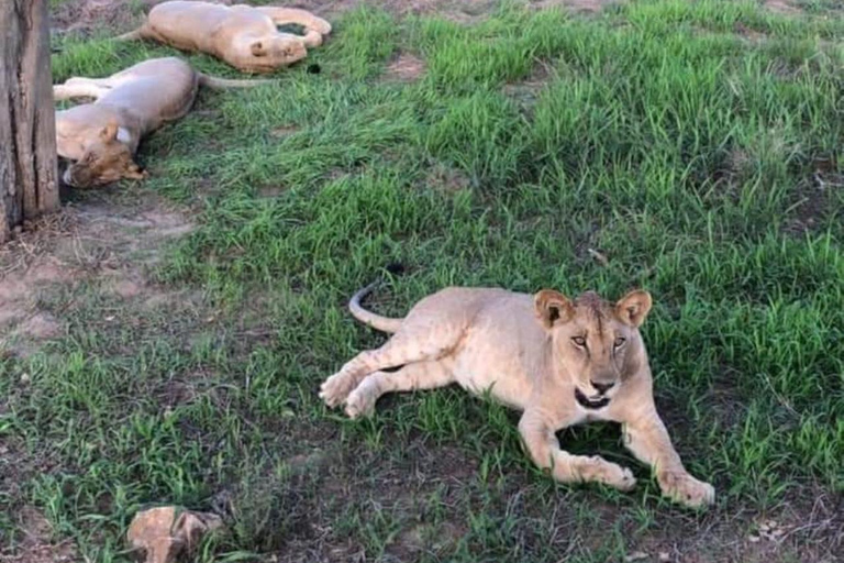 Sansibar: Safari Tagestour von Sansibar nach Mikumi