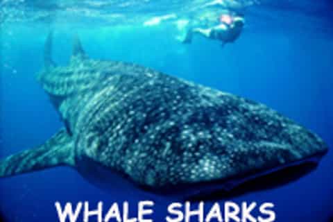whale shark safari snorkeling tour