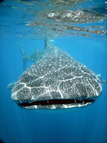 Visit Whale Shark Safari Snorkeling Tour in Lonavala