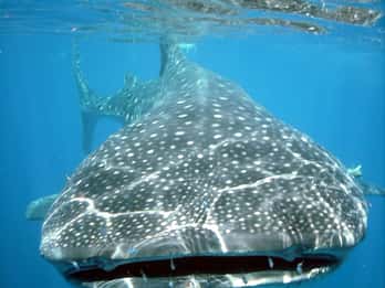Isla Mujeres: snorkeling e safari tra gli squali balena