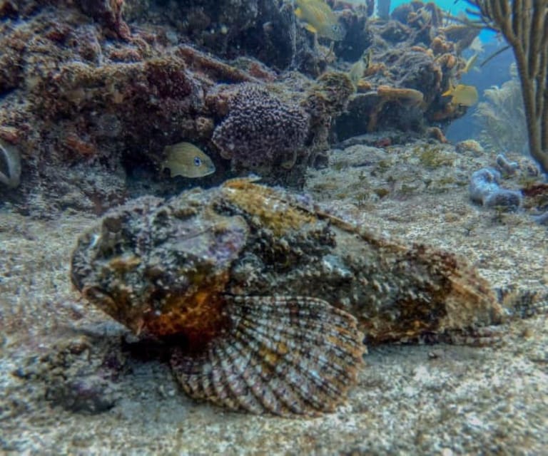 Playa del Carmen: Two Reefs Dives | GetYourGuide