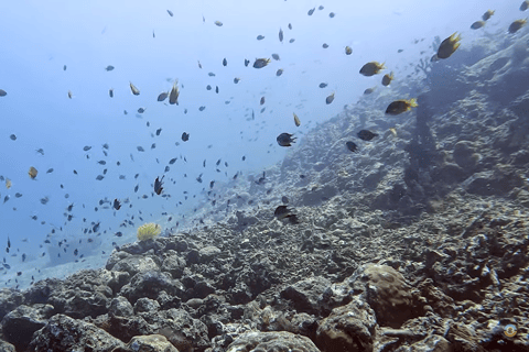 Moalboal : Scuba Diving Sardine Run and Turtle Chasing Scuba Diving: Sardine Run, Turtle Chasing &Pescador Island