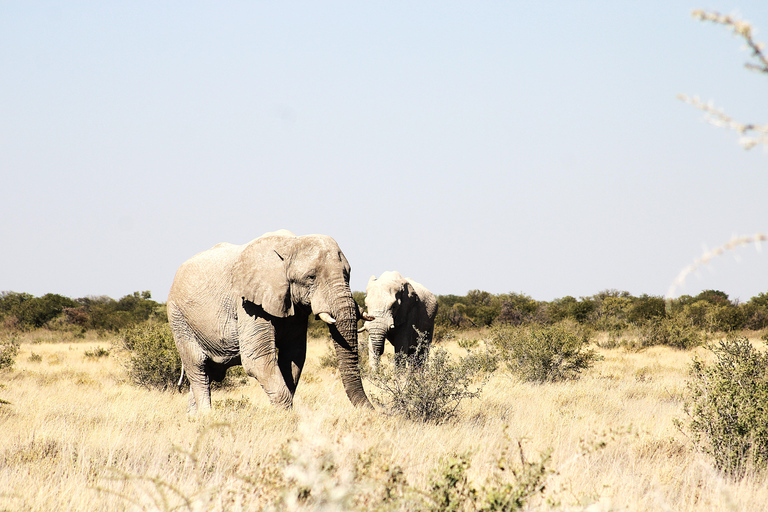 Windhoek: 3-Day Guided Safari in Etosha with Lodge