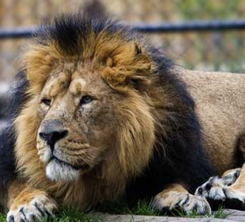 Safaris & wildlife activities