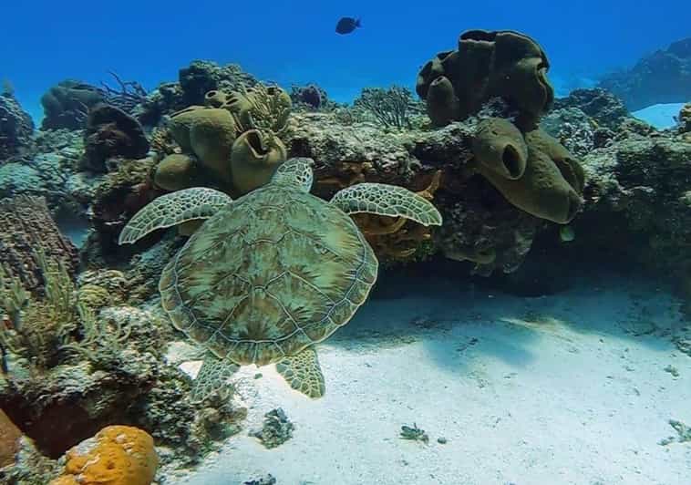 Cozumel Scuba Diving: 2 Tanks in the National Park for certified divers ...