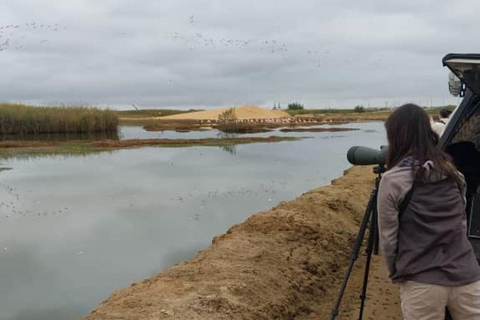 Walvis Bay: Visita de observação de aves e fotografia