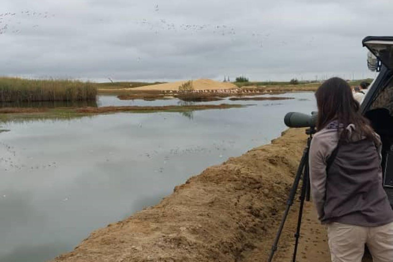 Walvis Bay: Fågelskådning och fotografering