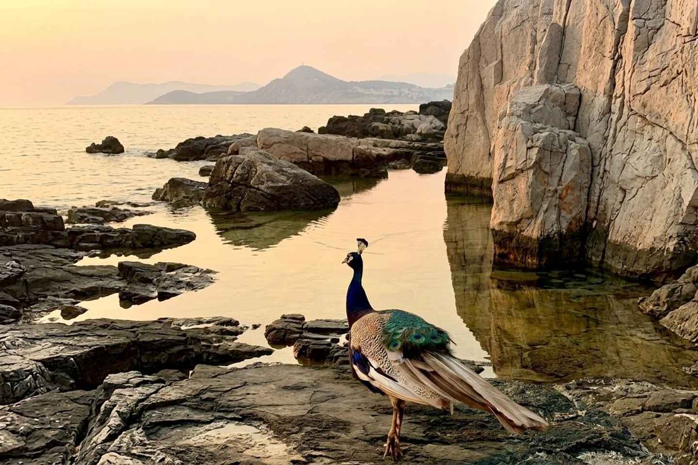 Dubrovnik: Lokrum Scenic Walk - Ferry and Entrance Included - Dubrovnik: Lokrum Scenic Walk - Ferry and Entrance Included