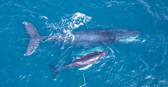 Boa Vista: Small-Group Whale Watching by Catamaran