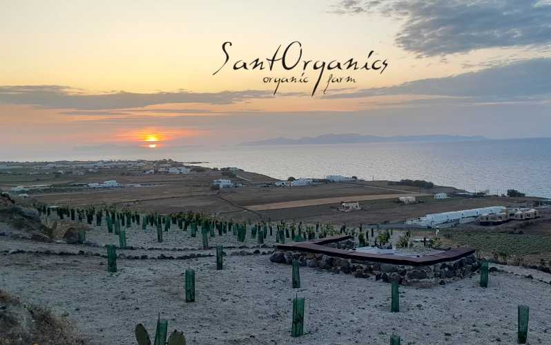 Santorini: Private Agri-Educational Visit to an Organic Farm