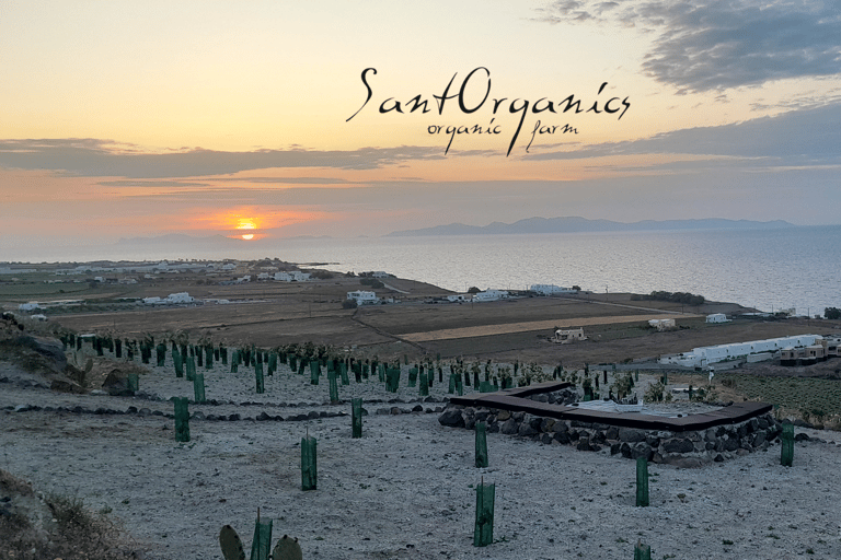 圣托里尼：有机农场私人农业教育之旅圣托里尼岛：私人农业教育参观有机农场