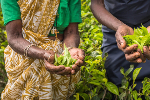 Ella dagtour: met bezoek aan de theefabriek vanuit Colombo/ Negombo