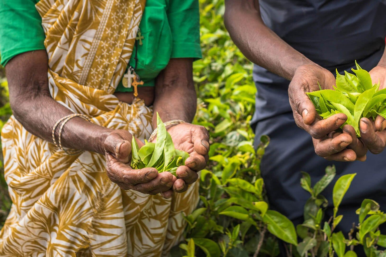 Tea Plucking & Tea Factory: Tour From Kandy