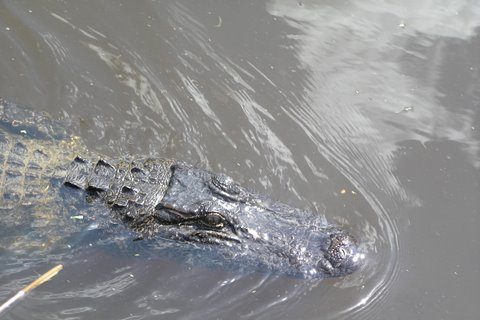 Airboat-tur i Louisianas träskmarkerStandardalternativ