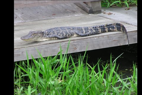 Airboat-tur i Louisianas träskmarkerStandardalternativ