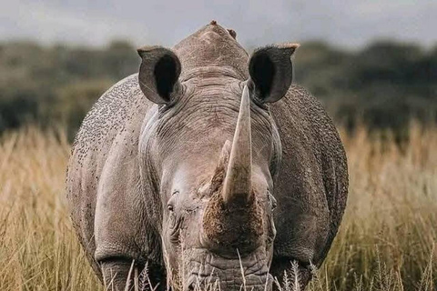 Nairobi National Park Scenic Wildlife-Packed Half-Day safari