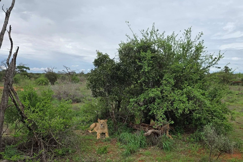 Mombasa: 3-Day Tsavo East/West & Kilimanjaro Views Safari