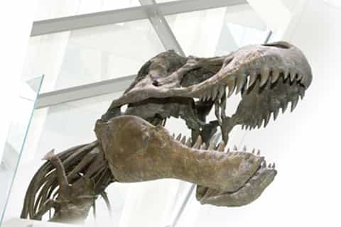 Royal Ontario Museum: Allgemeine Eintrittskarte