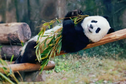 Panda House, Summer Palace, Old Hutongs & Temple of Heaven All-inclusive tour