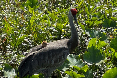 Kissimmee: Everglades Alligator und Wildlife Airboat Tour