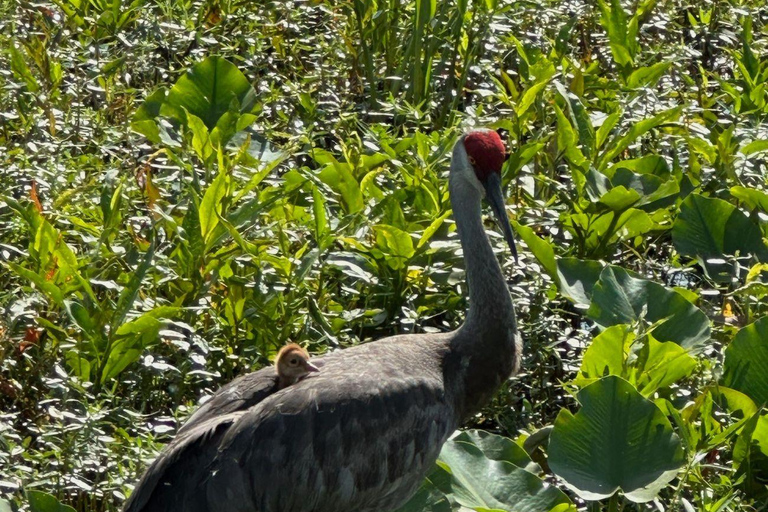 Kissimmee: Everglades Alligator and Wildlife Airboat Tour