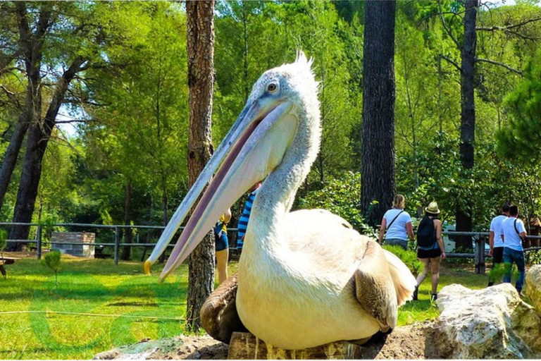 Da Durazzo: Laguna di Karavasta e tour dell&#039;antica città di Apolonia