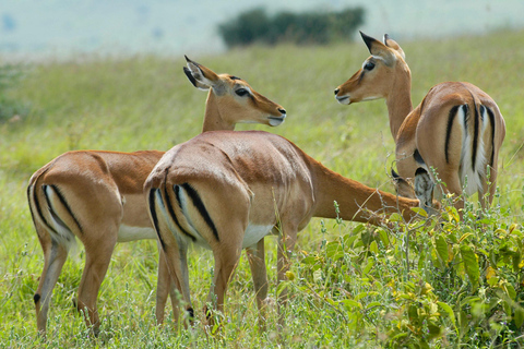 Visite du parc national de Hells Gate et du lac Naivasha