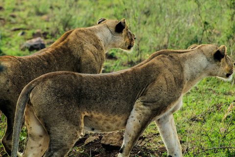 Nairobi National Park, Elephant Orphanage and Giraffe Centre Nairobi National Park, Baby Elephant and Giraffe Centre