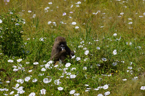Tarangire-Nationalpark &amp; Eyasi-See (Datoga- &amp; Hadzabe-Dörfer)Premium Lodge im Tarangire-Nationalpark