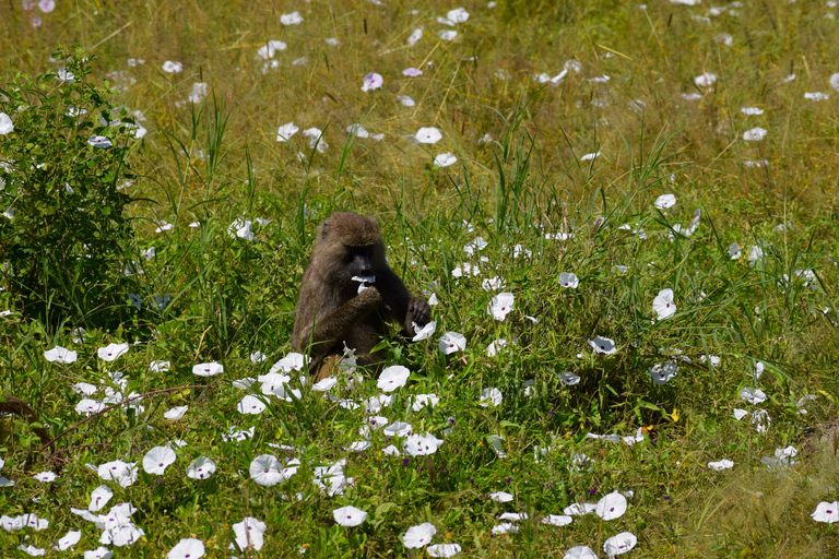 Tarangire-Nationalpark &amp; Eyasi-See (Datoga- &amp; Hadzabe-Dörfer)Premium Lodge im Tarangire-Nationalpark