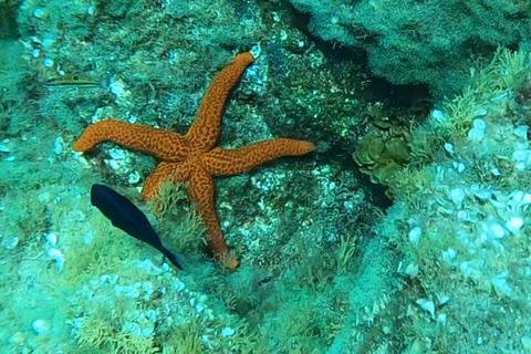 Tenerife: Snorkeling Tour in a Marine Protected Area