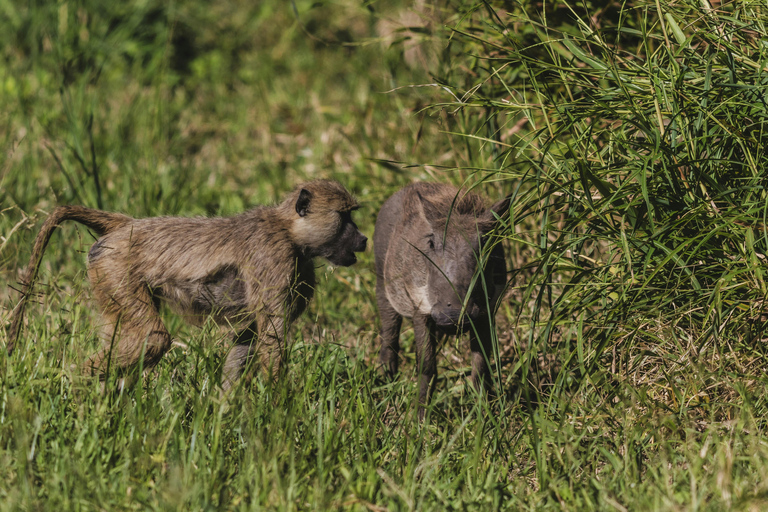 Arusha: 5-Day Joining Safari with Mount Kilimanjaro Day Hike