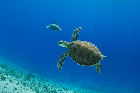 Gili Trawangan: Public Snorkeling Tour with Turtles and BBQ Public Snorkeling Tour with Turtles