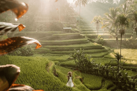 Ubud: Tour privato di templi, cascate e terrazze di risoTour di mezza giornata privato di Ubud 5-6 ore