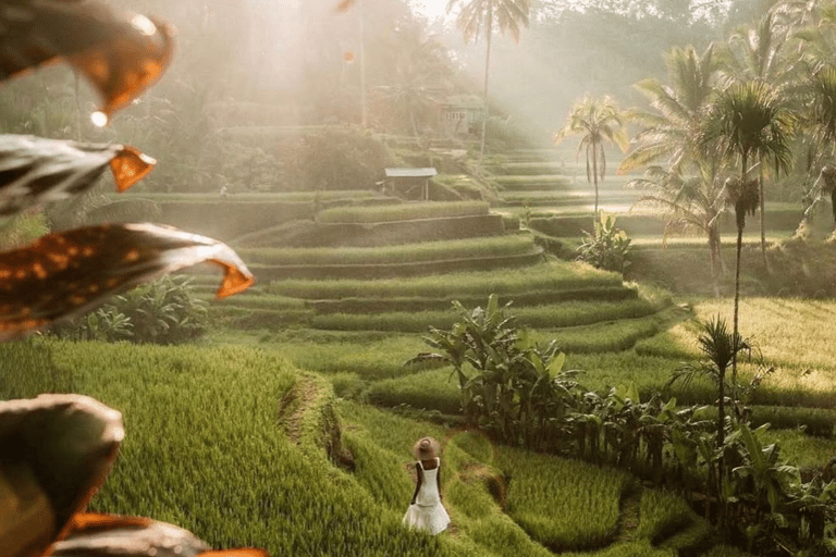 Ubud: Tour privato di templi, cascate e terrazze di risoTour di mezza giornata privato di Ubud 5-6 ore