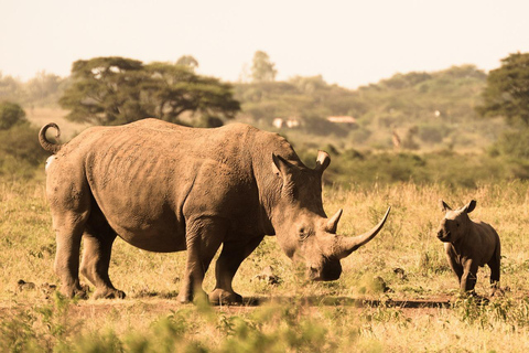 Half day Morning/afternoon tour to Nairobi National park