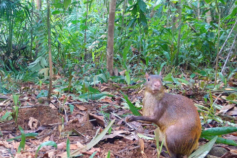 Carara National Park: Guided Walk Carara Costa Rica Nature