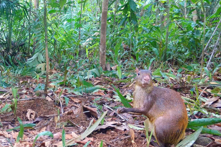 Parque Nacional de Carara: Paseo guiado Carara Costa Rica Naturaleza