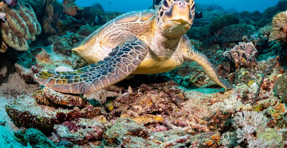 Bali/Padang Bai: Guided Scuba Diving with Lunch & Transfers