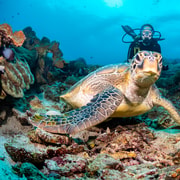 Bali/Padang Bai: Guided Scuba Diving with Lunch & Transfers