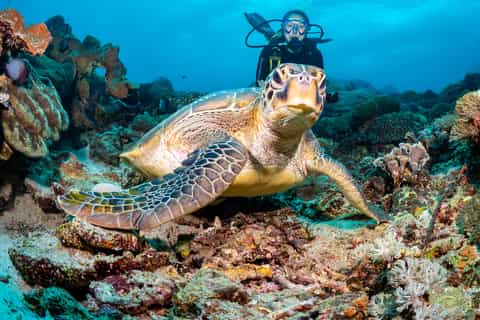 Bali/Padang Bai: Guided Scuba Diving with Lunch & Transfers - Image 3
