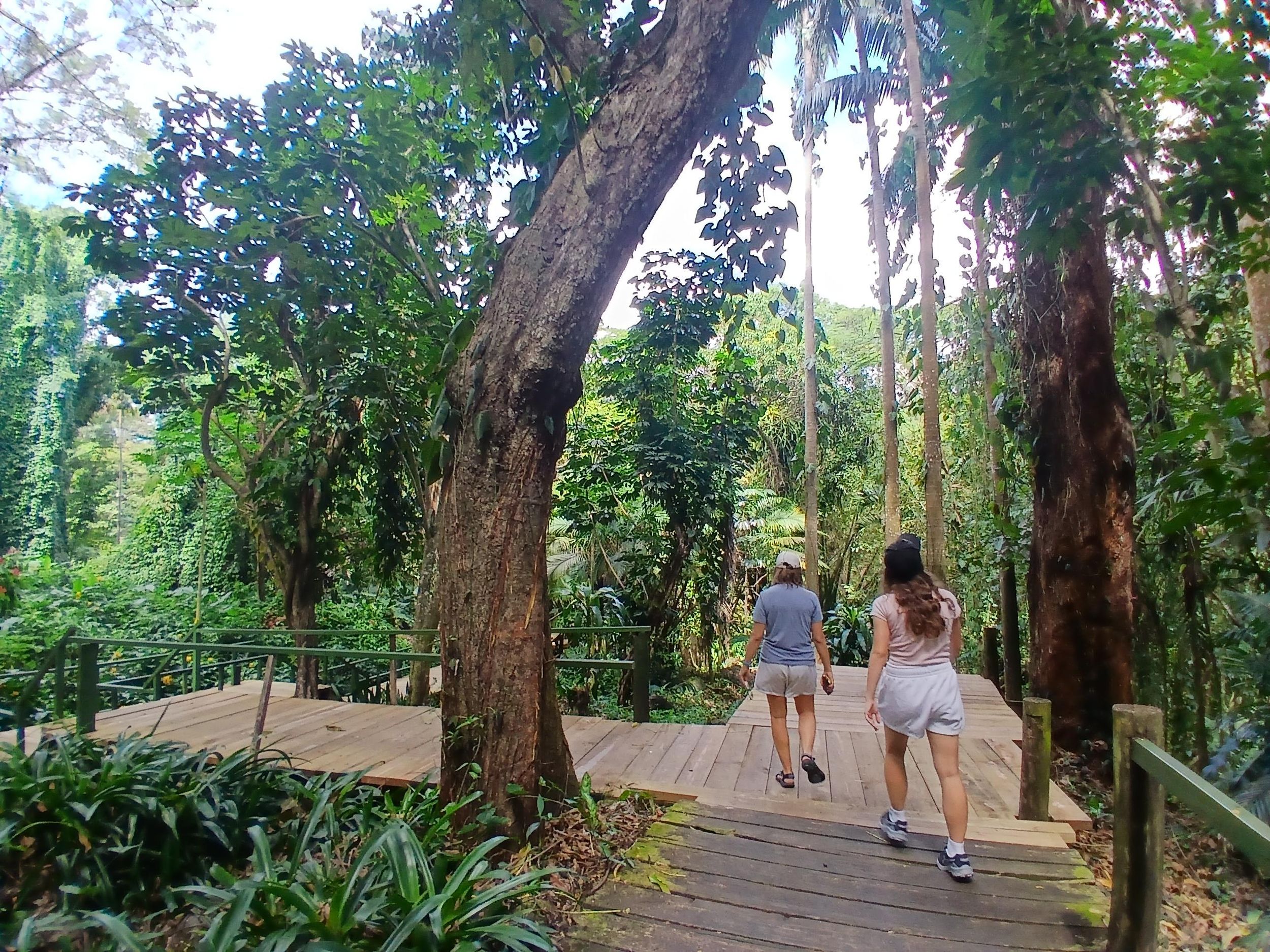Garden of the Sleeping Giant with Sabeto Hot Spring Mud Pool Tour - Image 1