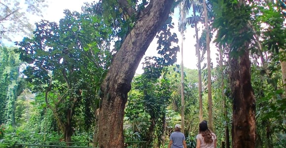 Garden of Sleeping Giant with Sabeto Hotspring Mudpool Tour