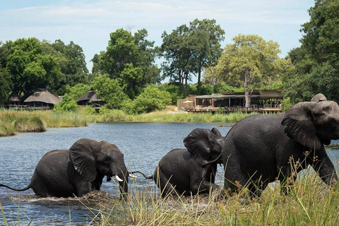 Chobe National Park Day Safari from Victoria Falls