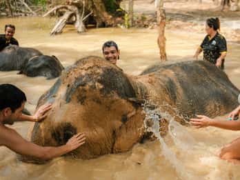 Krabi: Visita ao Santuário dos Elefantes do Amor