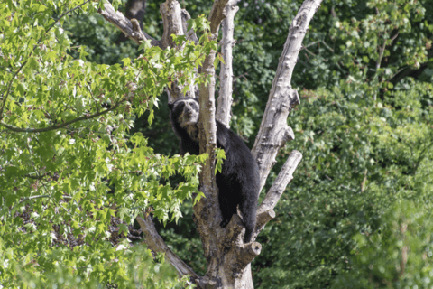 Paramo e Foresta Nuvolosa: Spedizione con l&#039;orso andino