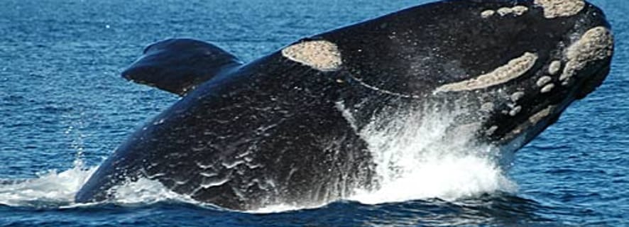 Hvalsafari fra halvøya Valdes heldags naturtur