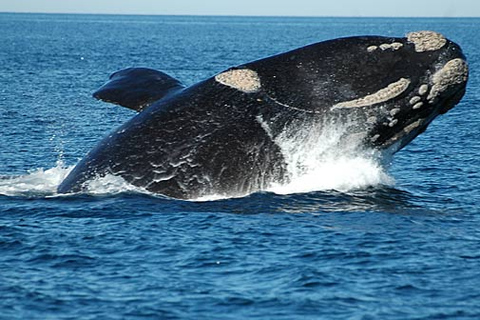 Valdes Peninsula: Full Day with Whale Watching Full Day Peninsula Valdes with Whale Watching
