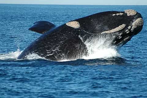 Whale Watching from Peninsula Valdes Full-Day Nature Tour